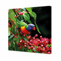 Lorikeet On Red Gum, Square Canvas Art