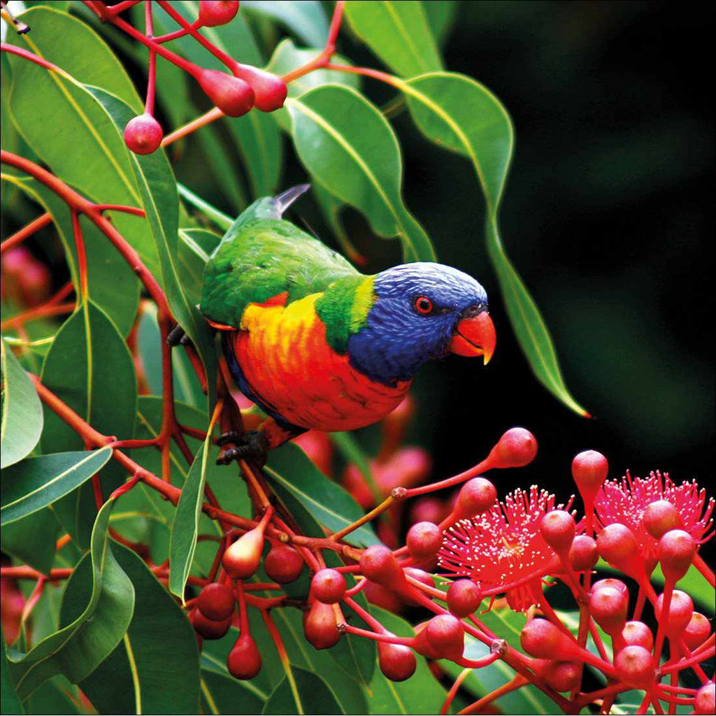 Lorikeet On Red Gum, Square Canvas Art