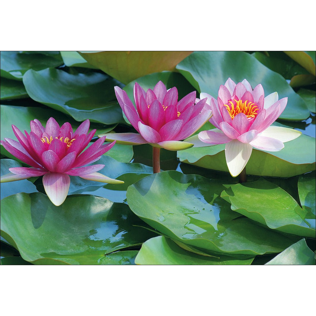 Lotus Dream