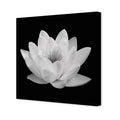 Lotus In Bloom, White Canvas Art