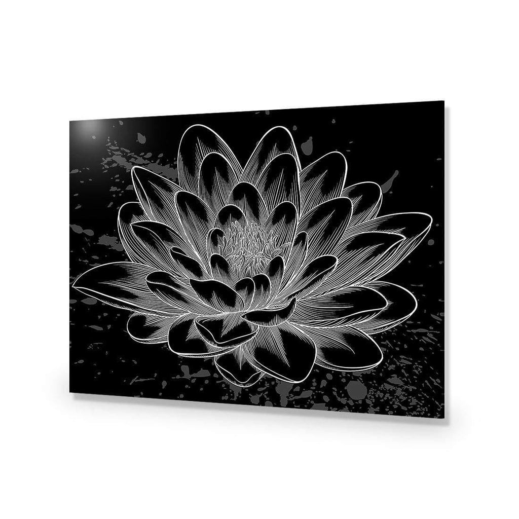 Lotus Sketched