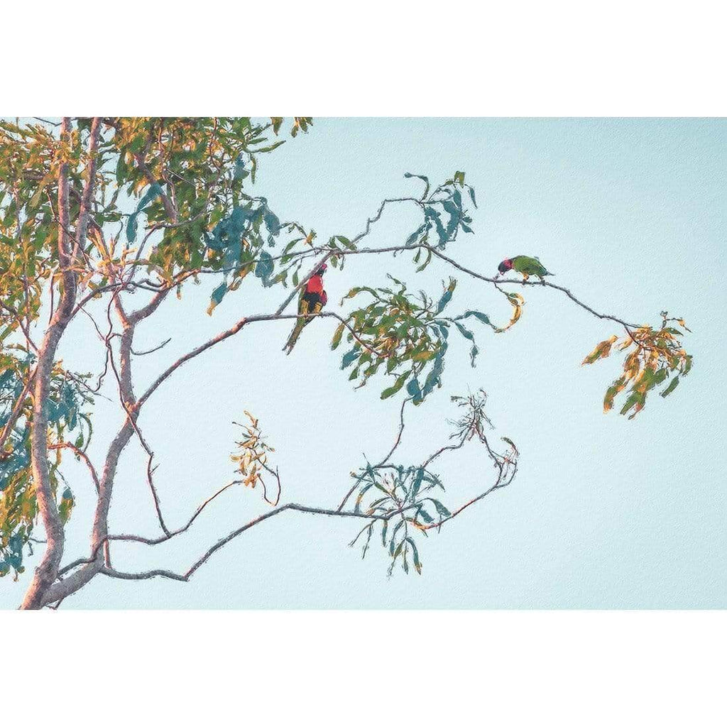 Lunch with Lorikeets