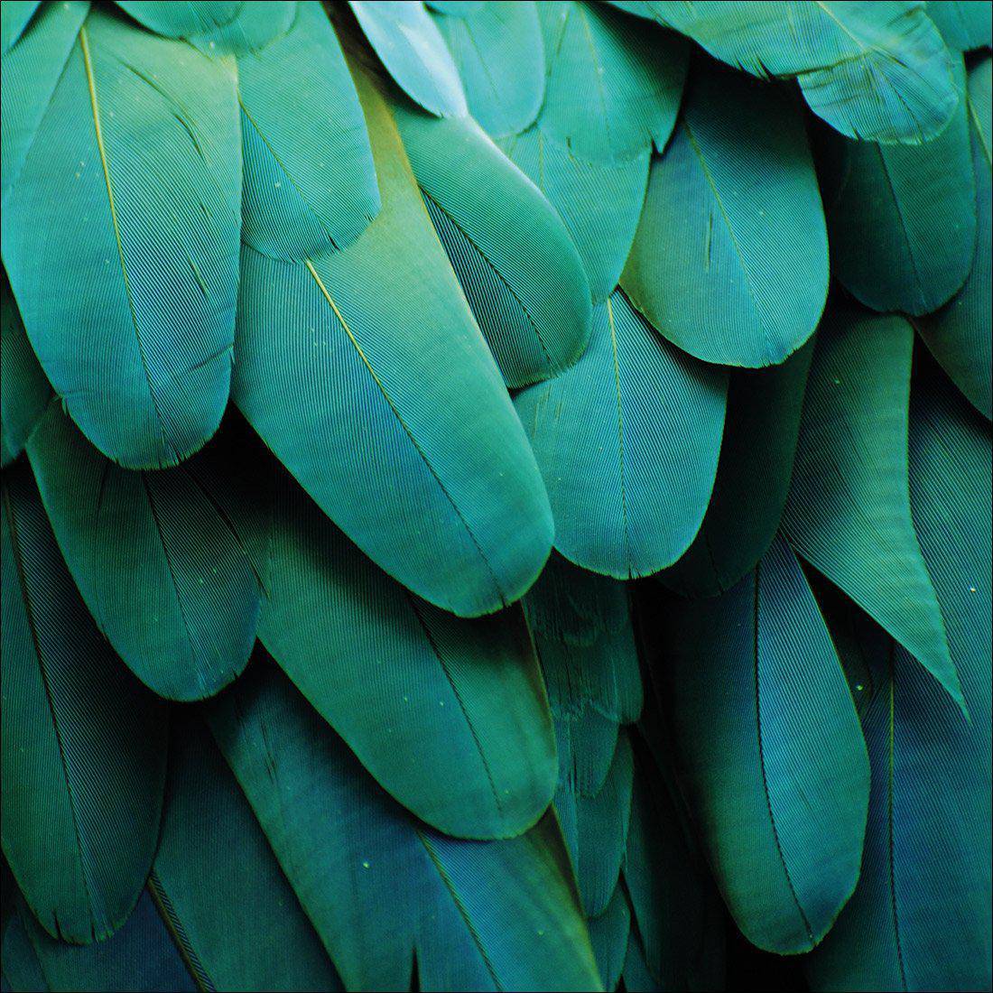 Macaw Feathers Canvas Art