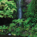 Nature's Garden (square)