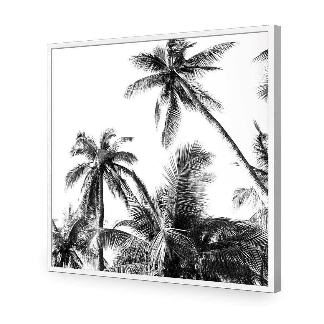 Palm Projections (Square)