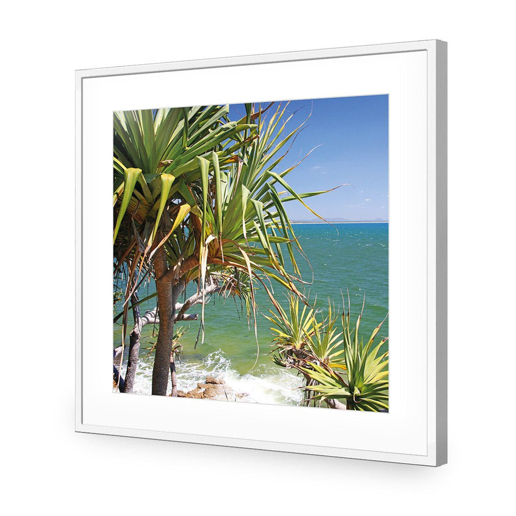 Pandanus Palms (square)