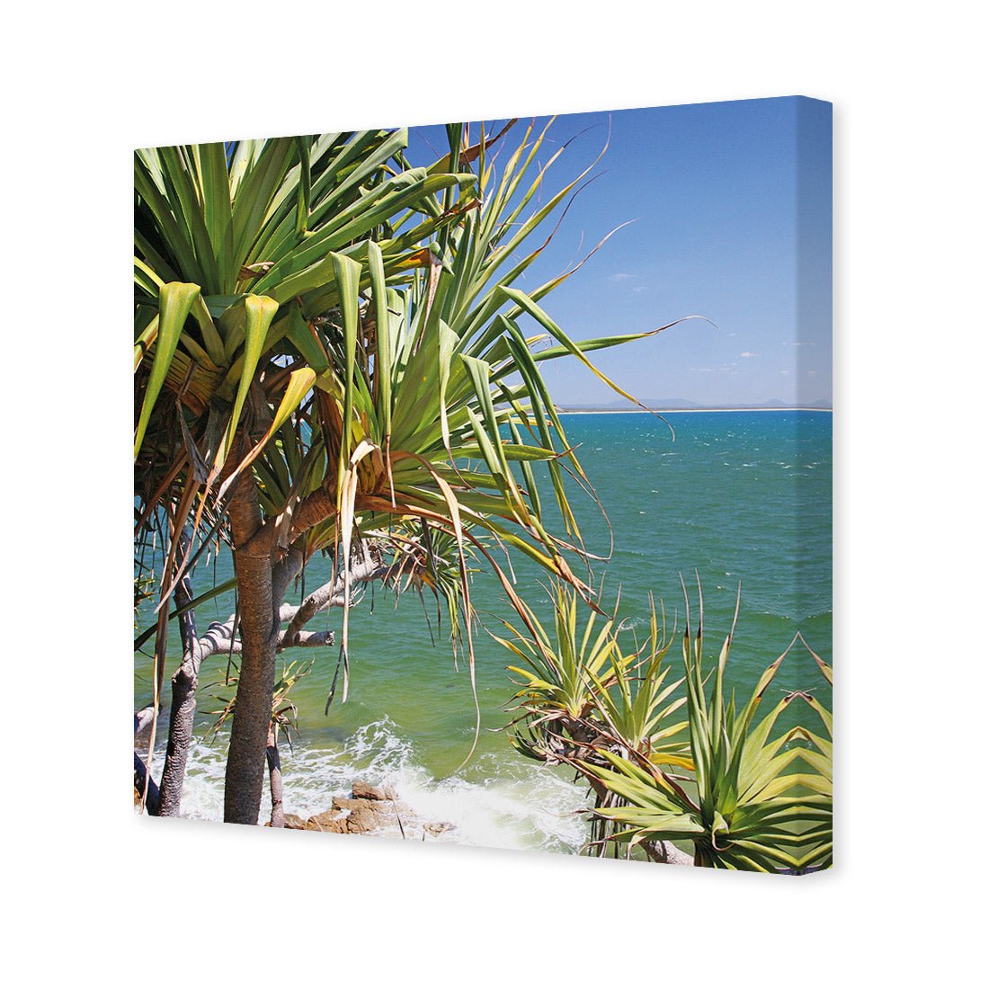 Pandanus Palms (square)