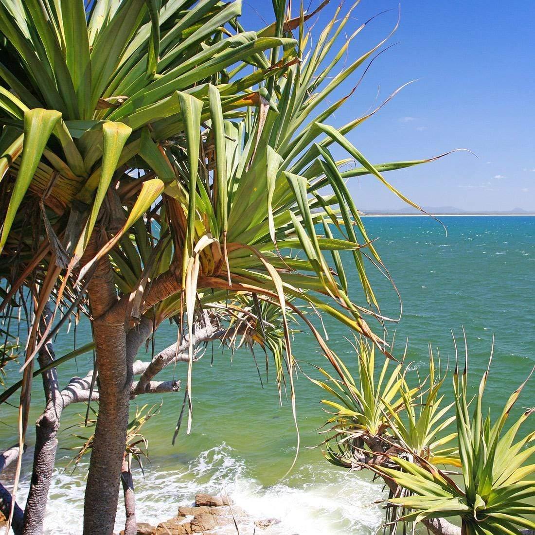 Pandanus Palms (square)