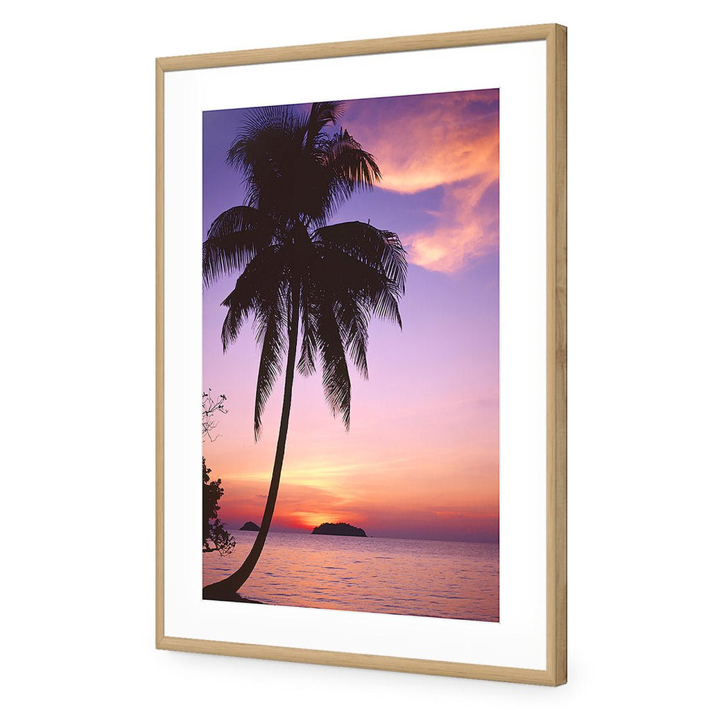 Phuket Palm
