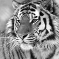 Siberian Tiger, Black and White (square)