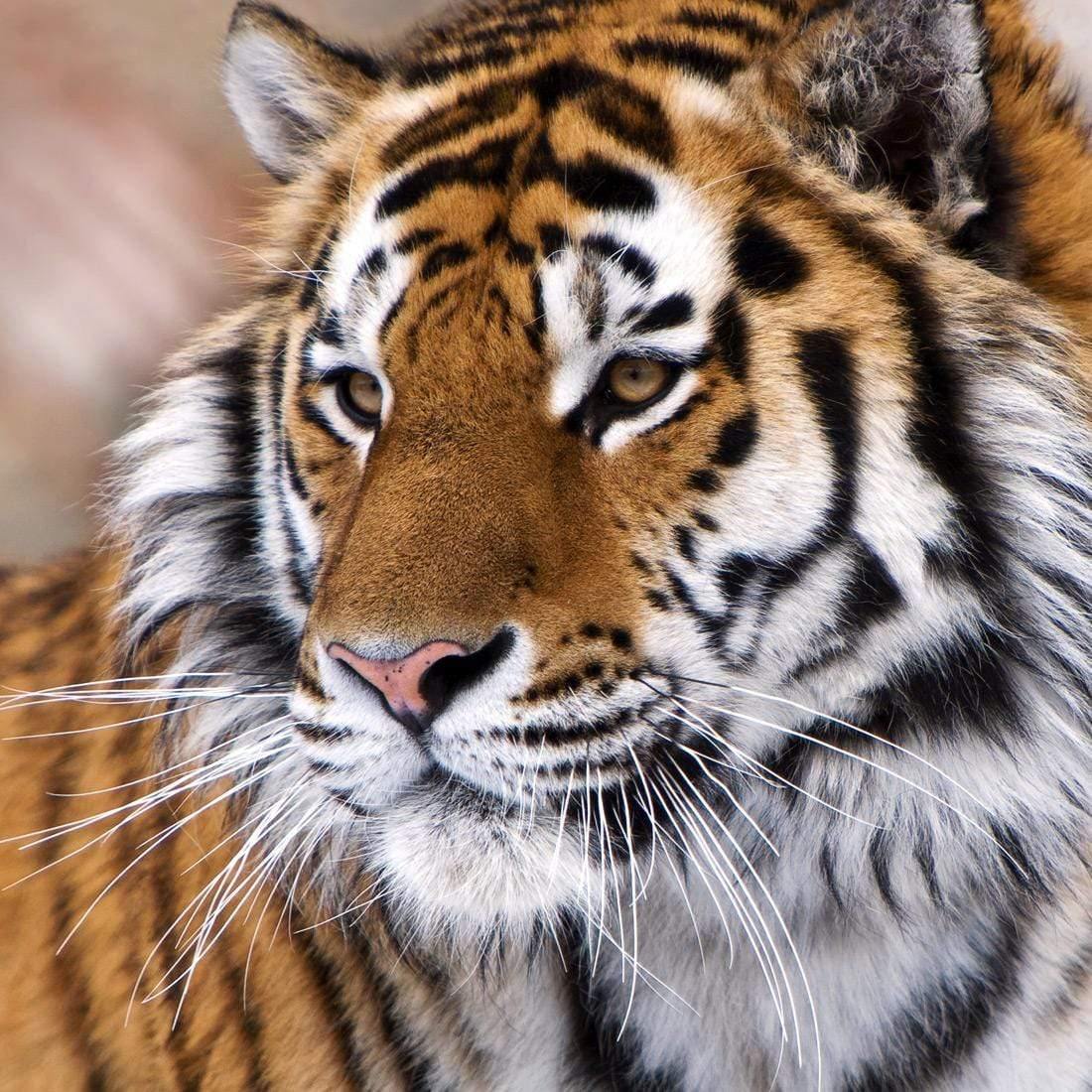 Siberian Tiger (square)