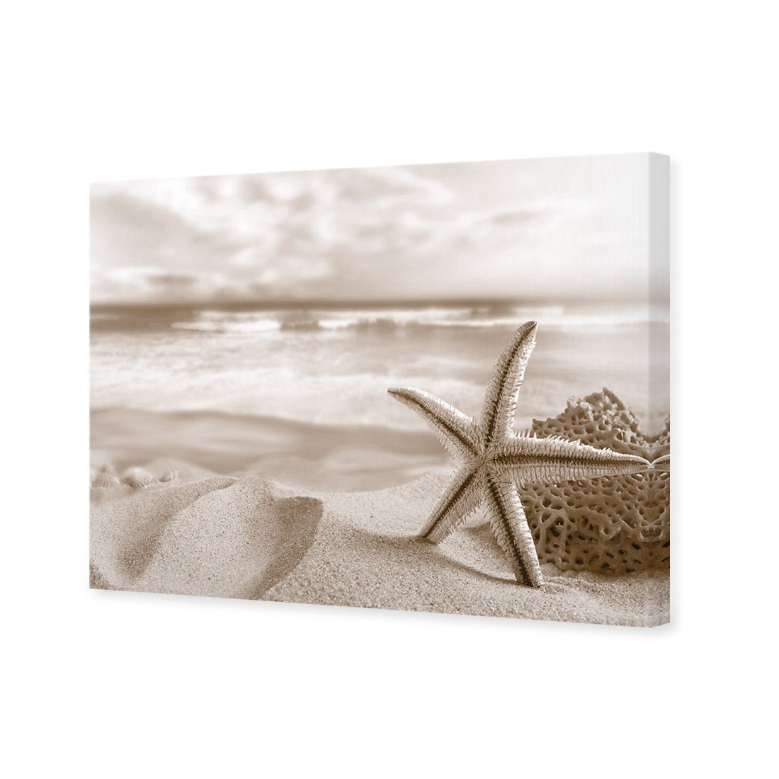 Starfish and Coral on Beach, Sepia