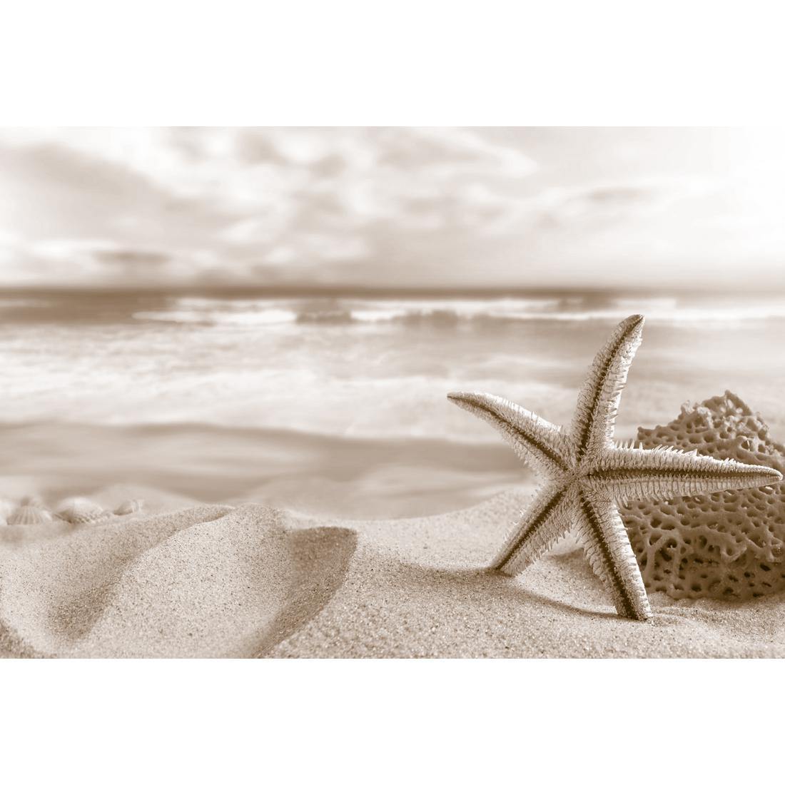 Starfish and Coral on Beach, Sepia