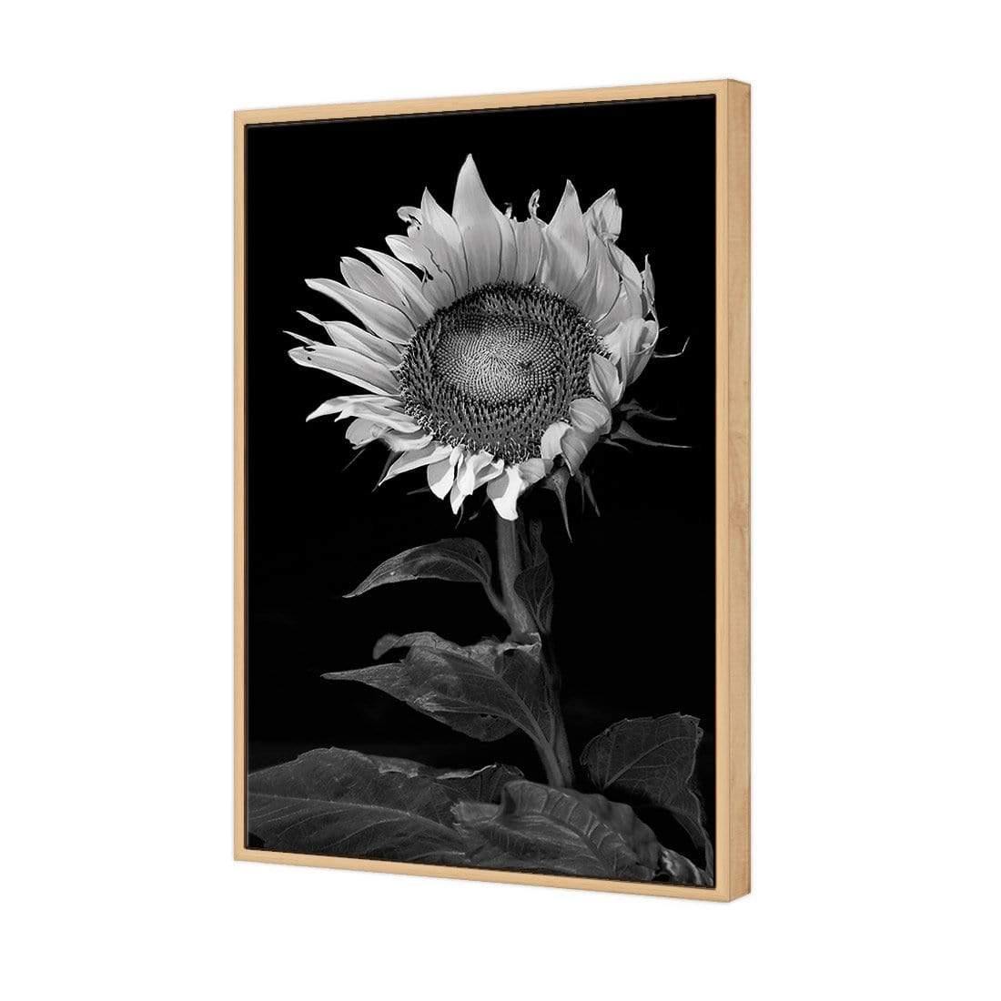 Stunning Sunflower
