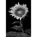 Stunning Sunflower