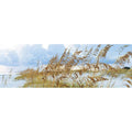Summer Grass (Long)