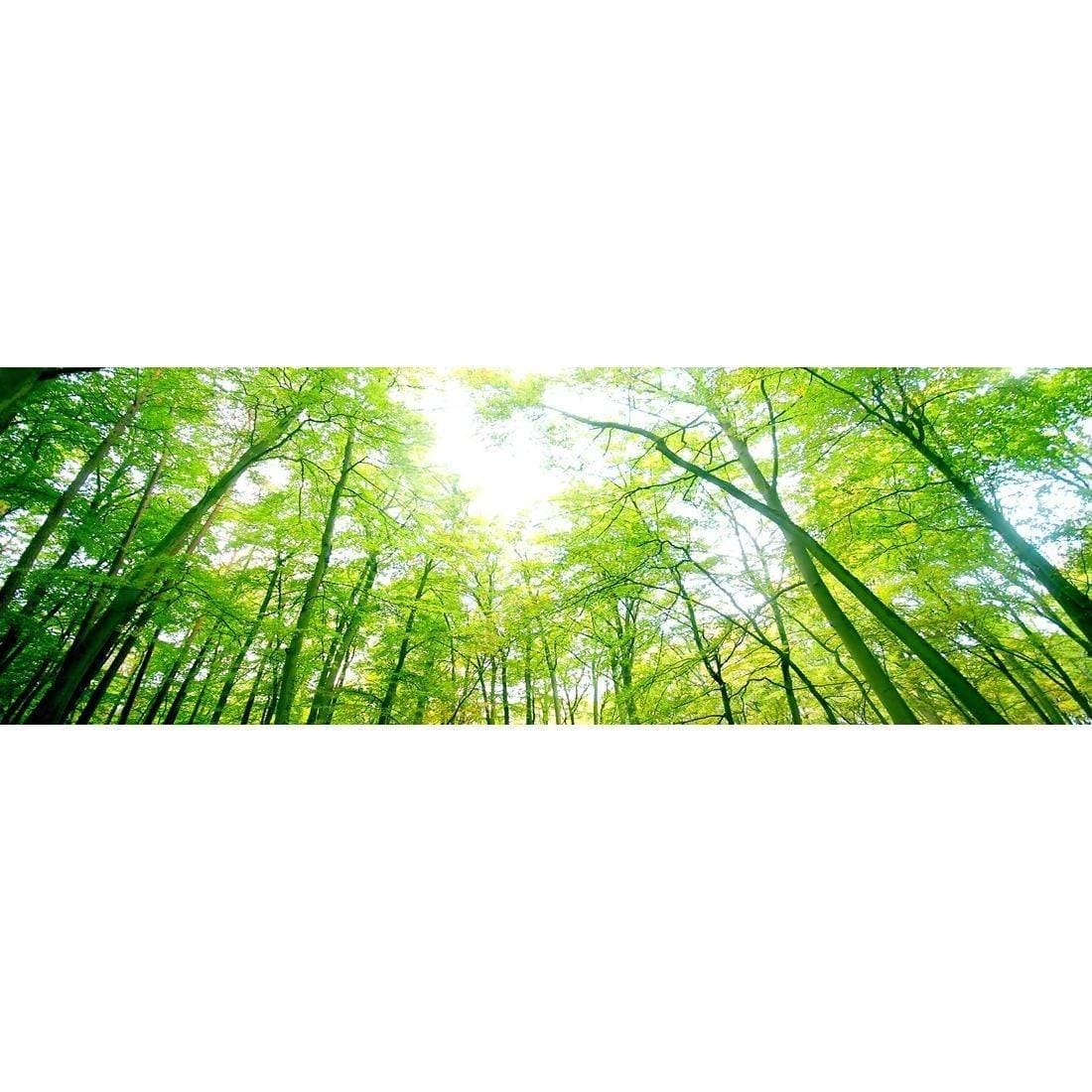 Sun Through Trees (Long)