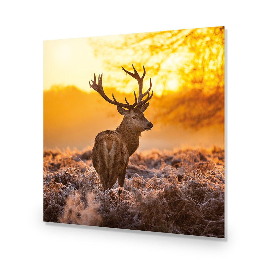 Sunset Deer Returns (square)