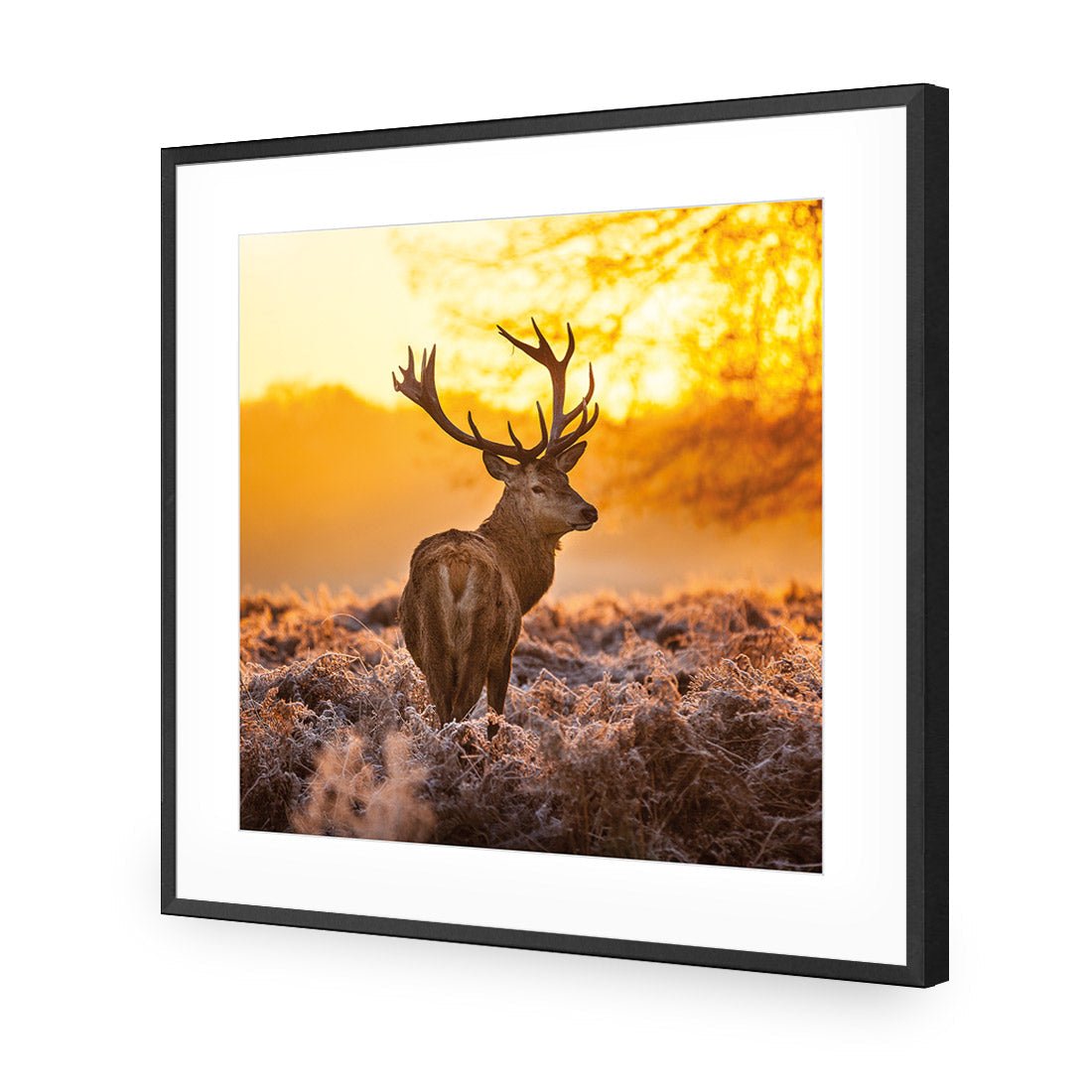 Sunset Deer Returns (square)
