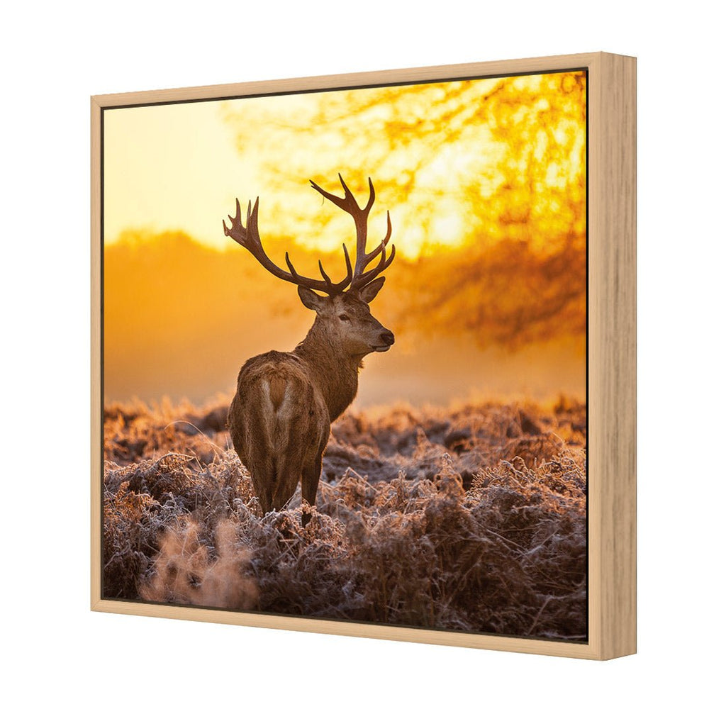 Sunset Deer Returns (square)