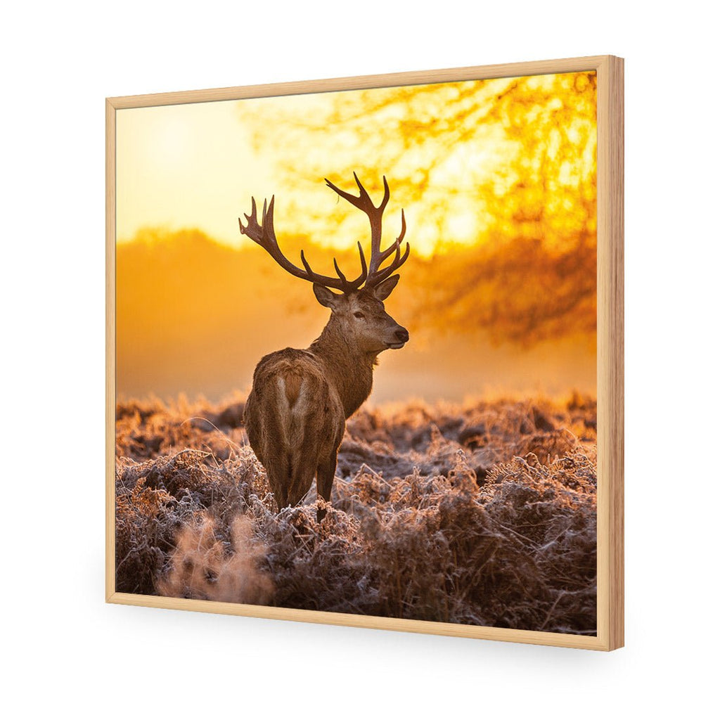 Sunset Deer Returns (square)