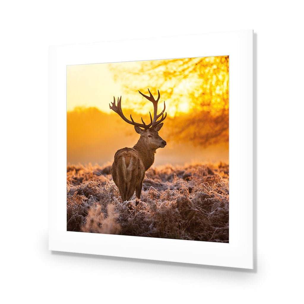 Sunset Deer Returns (square)
