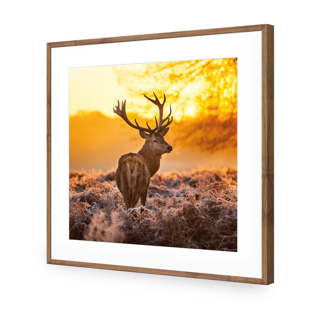 Sunset Deer Returns (square)