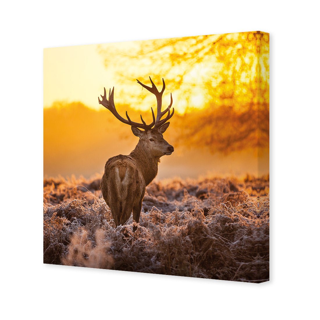 Sunset Deer Returns (square)