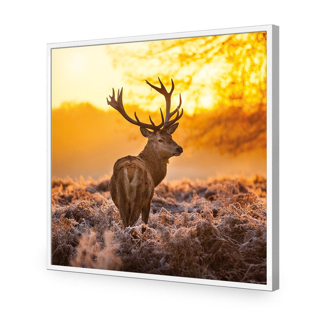 Sunset Deer Returns (square)