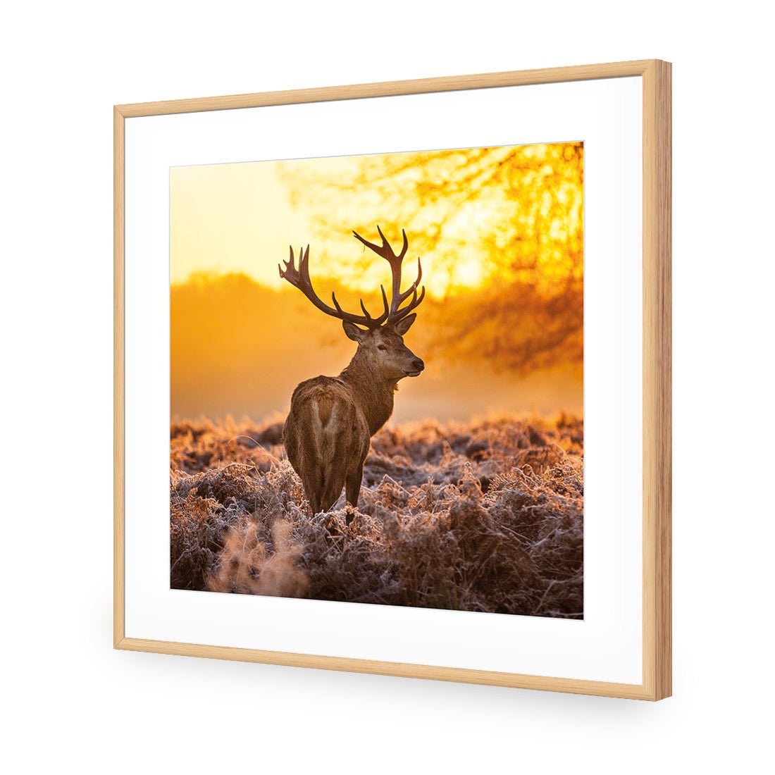 Sunset Deer Returns (square)