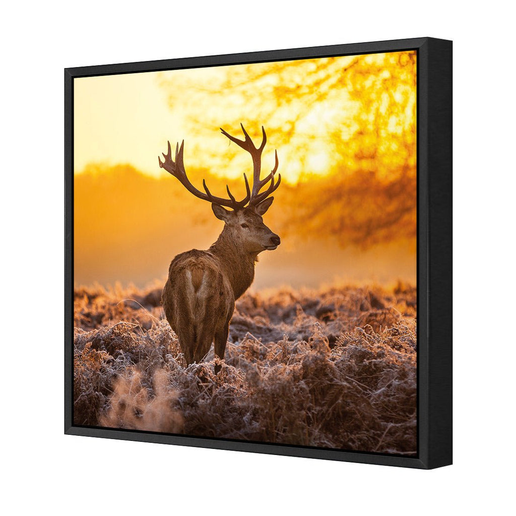Sunset Deer Returns (square)