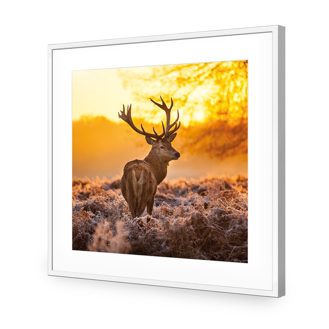 Sunset Deer Returns (square)