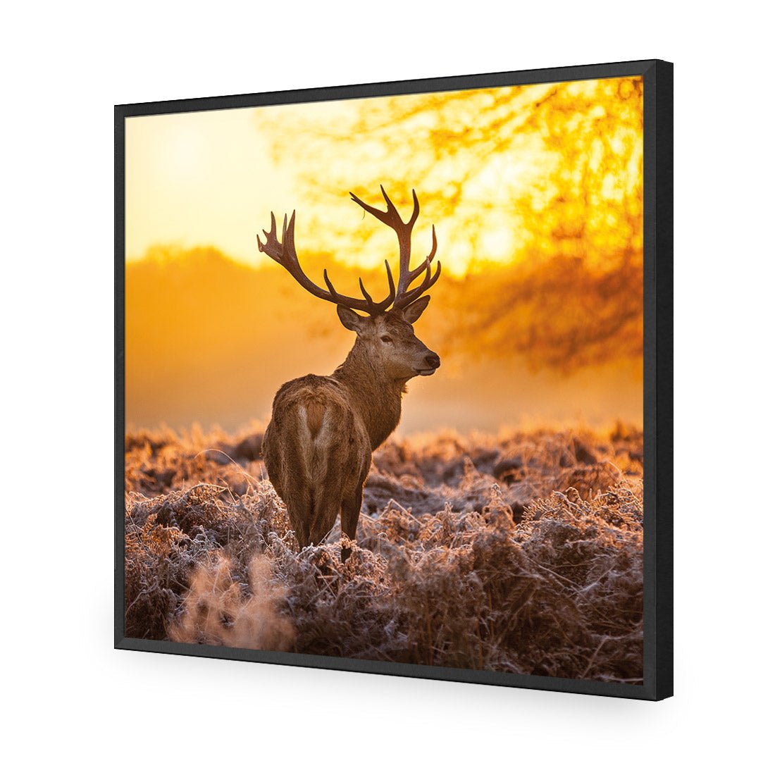 Sunset Deer Returns (square)