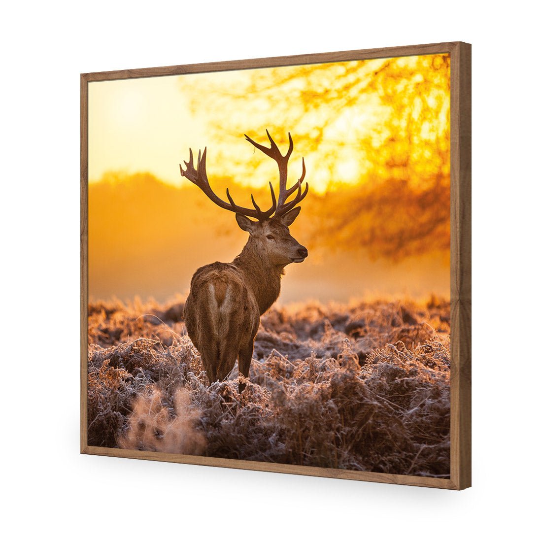 Sunset Deer Returns (square)
