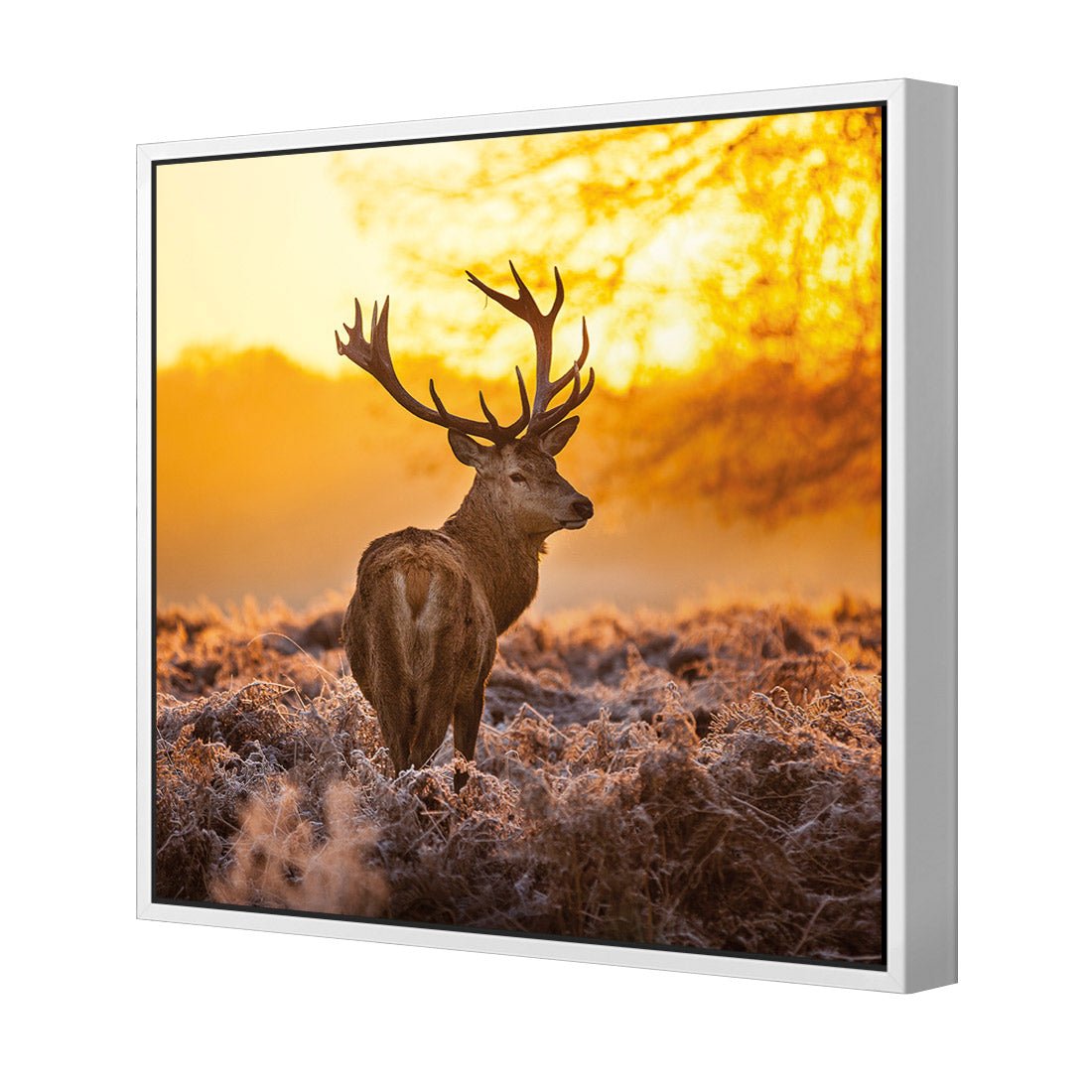 Sunset Deer Returns (square)