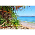 Sunshine Coast Palms
