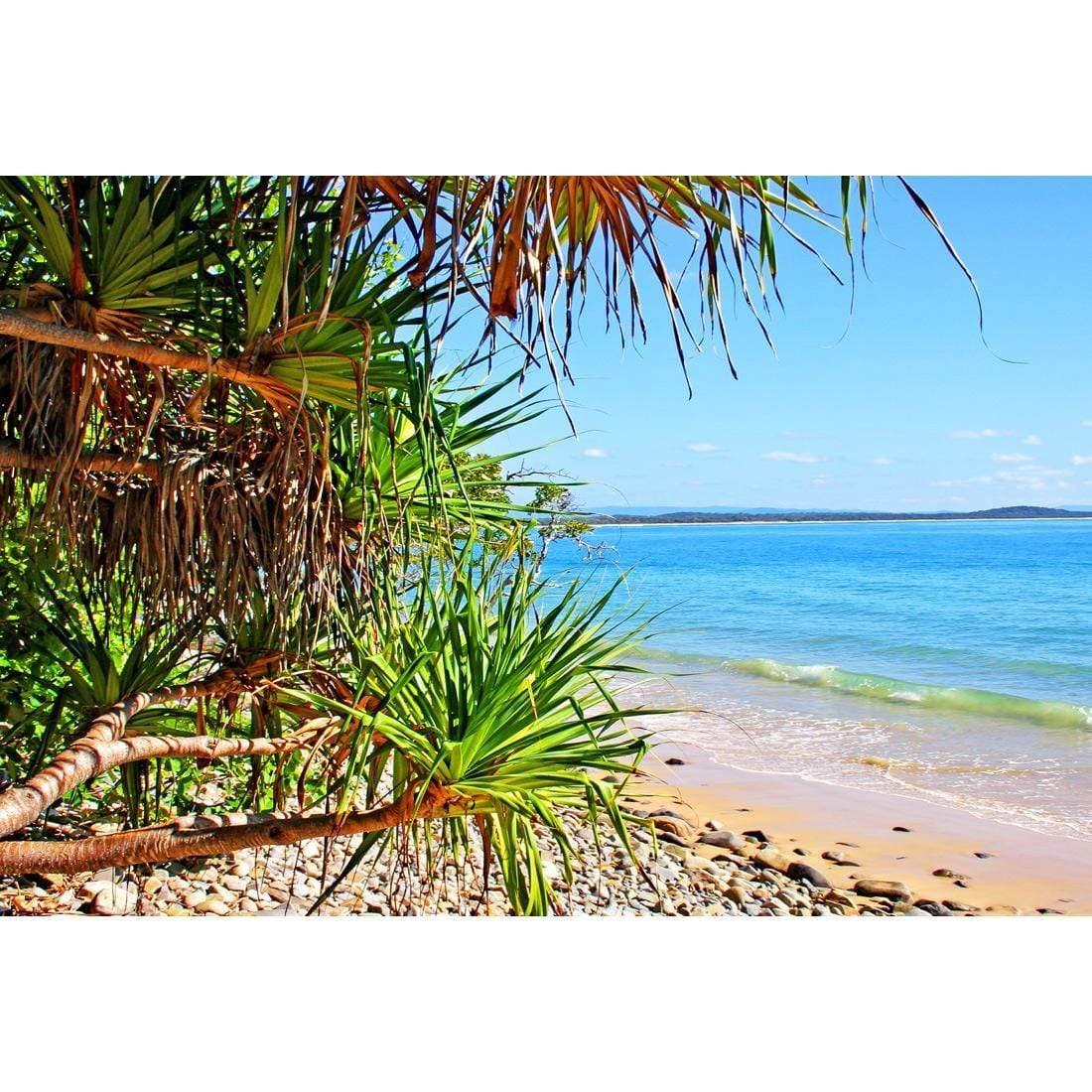 Sunshine Coast Palms