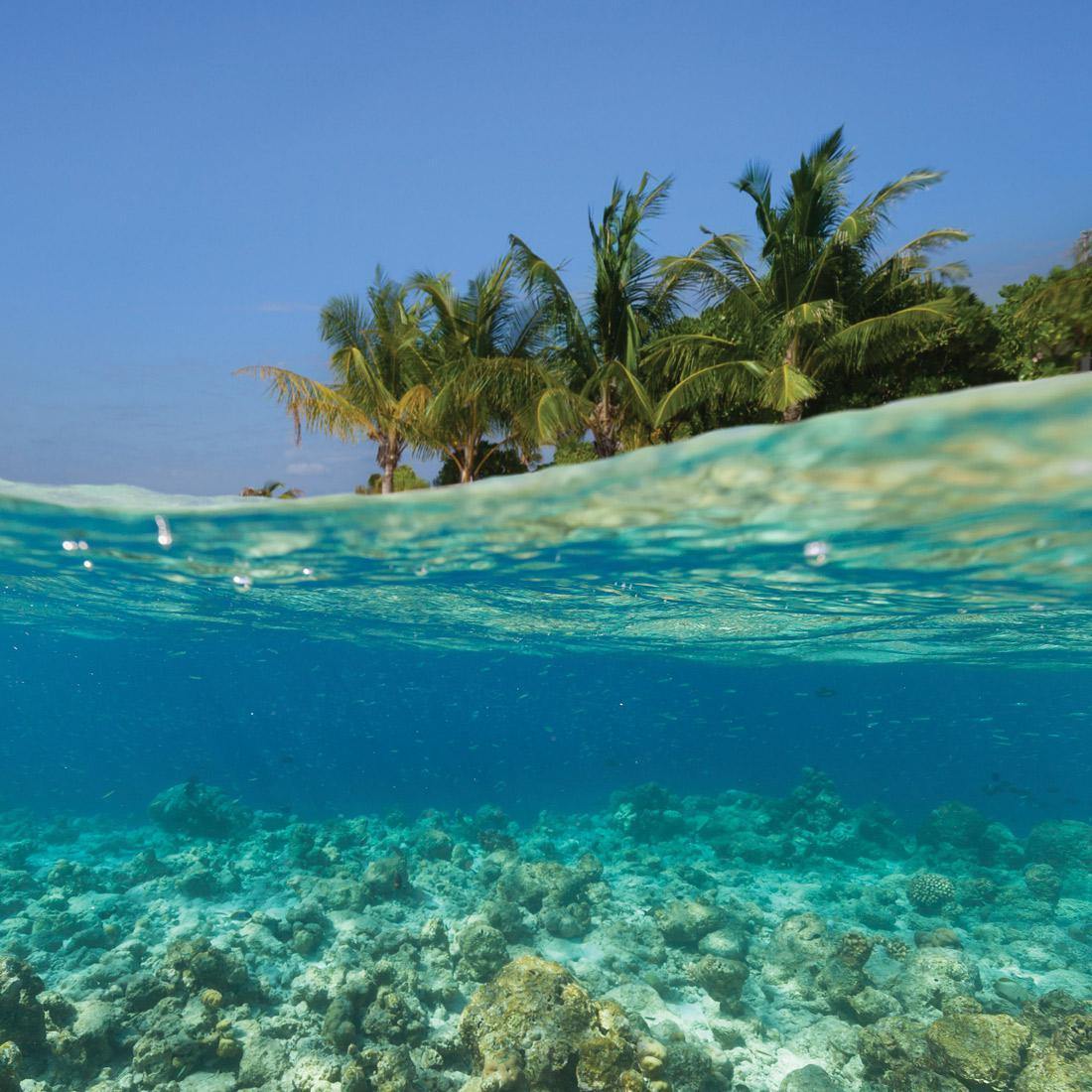 Underwater Coral Island (Square)