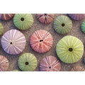 Urchin Collective