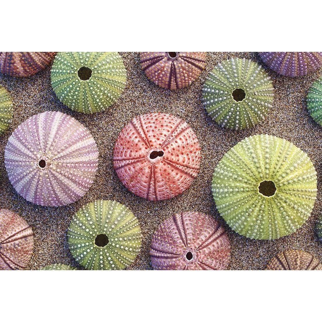 Urchin Collective