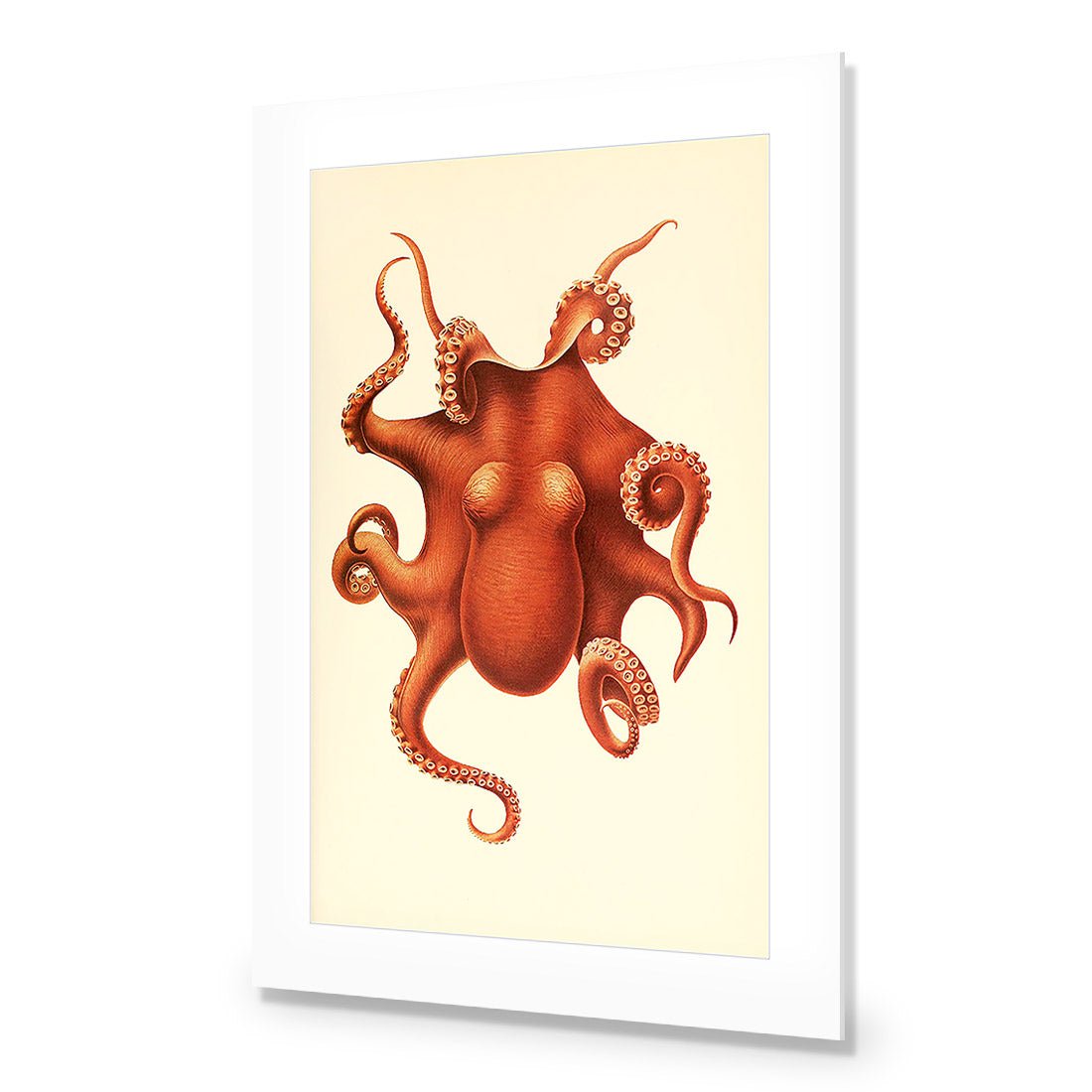 Vintage Octopus