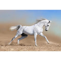 White Arabian Horse