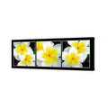 White Frangipani Montage