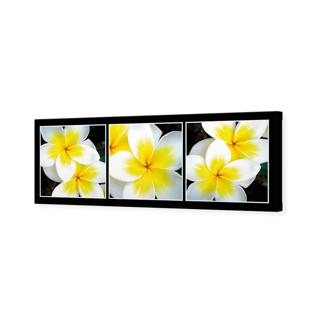 White Frangipani Montage