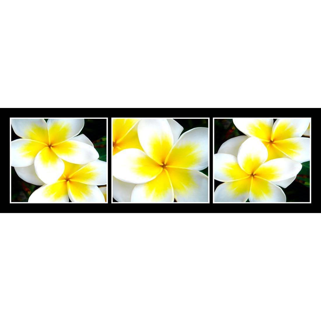 White Frangipani Montage