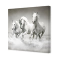 White Horse Beauty, Black and White (square)