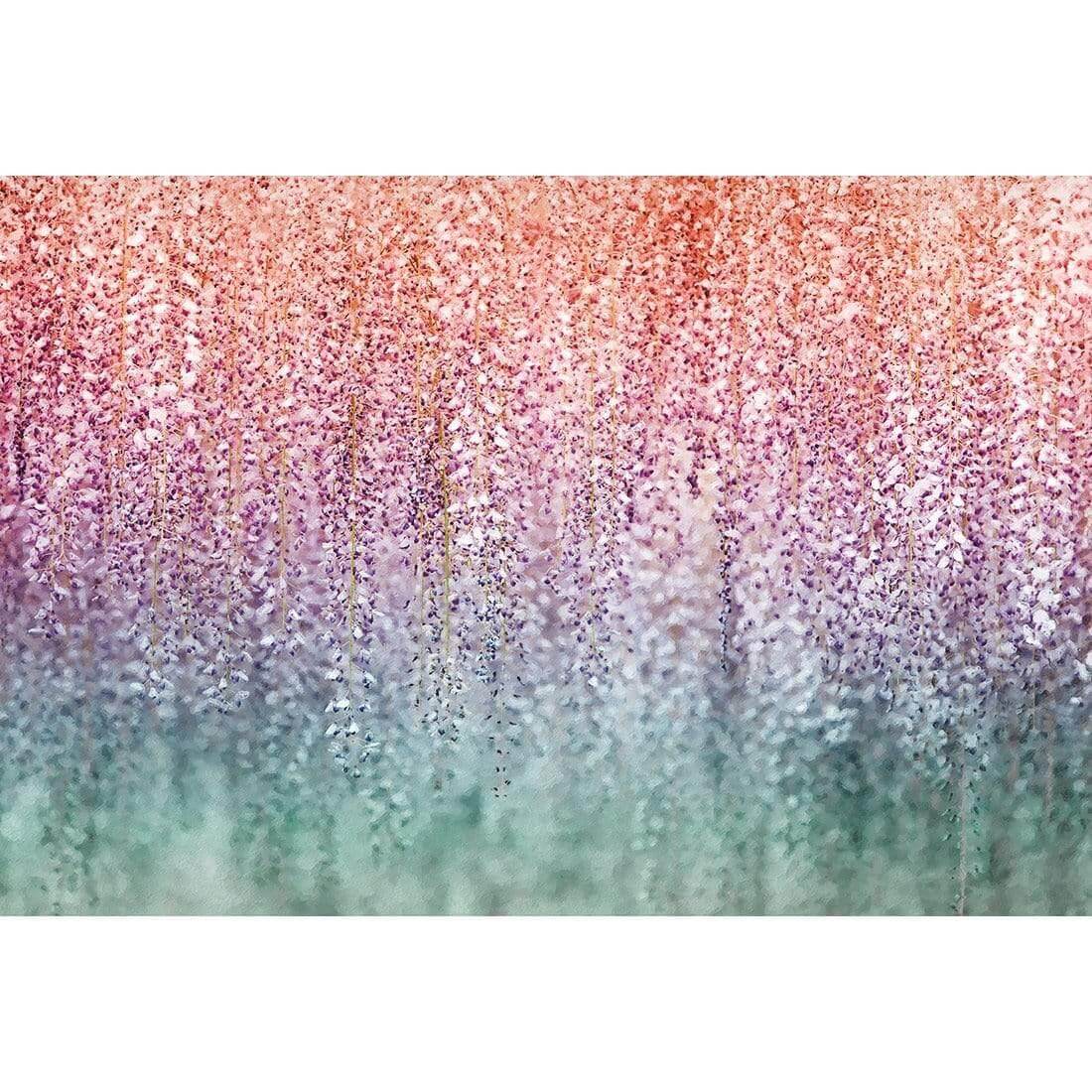 Wisteria Wonder