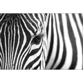 Zebra Eye