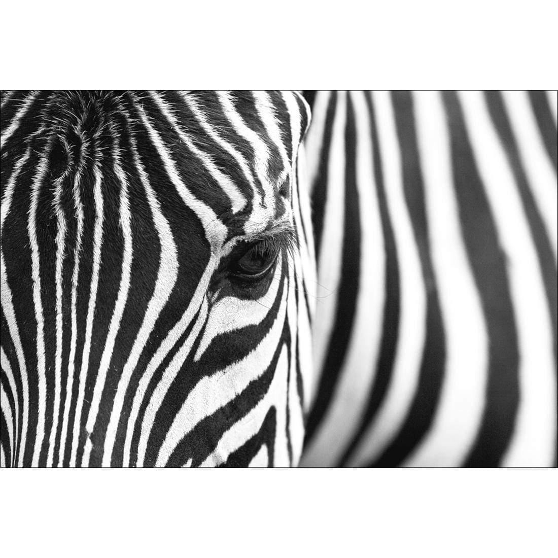 Zebra Eye